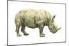 White Rhinoceros (Ceratotherium Simus), Mammals-Encyclopaedia Britannica-Mounted Poster