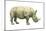 White Rhinoceros (Ceratotherium Simus), Mammals-Encyclopaedia Britannica-Mounted Poster