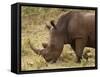 White Rhinoceros (Cerototherium Simium), Masai Mara, Kenya, East Africa, Africa-Sergio Pitamitz-Framed Stretched Canvas