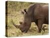 White Rhinoceros (Cerototherium Simium), Masai Mara, Kenya, East Africa, Africa-Sergio Pitamitz-Stretched Canvas