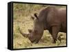 White Rhinoceros (Cerototherium Simium), Masai Mara, Kenya, East Africa, Africa-Sergio Pitamitz-Framed Stretched Canvas