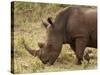 White Rhinoceros (Cerototherium Simium), Masai Mara, Kenya, East Africa, Africa-Sergio Pitamitz-Stretched Canvas