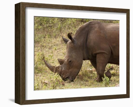White Rhinoceros (Cerototherium Simium), Masai Mara, Kenya, East Africa, Africa-Sergio Pitamitz-Framed Photographic Print