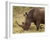 White Rhinoceros (Cerototherium Simium), Masai Mara, Kenya, East Africa, Africa-Sergio Pitamitz-Framed Photographic Print