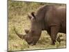 White Rhinoceros (Cerototherium Simium), Masai Mara, Kenya, East Africa, Africa-Sergio Pitamitz-Mounted Photographic Print