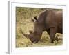 White Rhinoceros (Cerototherium Simium), Masai Mara, Kenya, East Africa, Africa-Sergio Pitamitz-Framed Photographic Print