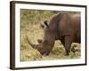 White Rhinoceros (Cerototherium Simium), Masai Mara, Kenya, East Africa, Africa-Sergio Pitamitz-Framed Photographic Print
