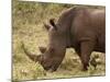 White Rhinoceros (Cerototherium Simium), Masai Mara, Kenya, East Africa, Africa-Sergio Pitamitz-Mounted Photographic Print