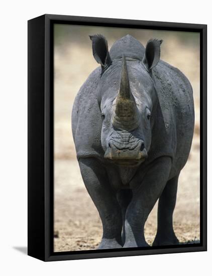 White Rhinoceros, Etosha National Park Namibia Southern Africa-Tony Heald-Framed Stretched Canvas