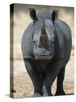 White Rhinoceros, Etosha National Park Namibia Southern Africa-Tony Heald-Stretched Canvas