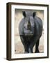 White Rhinoceros, Etosha National Park Namibia Southern Africa-Tony Heald-Framed Photographic Print