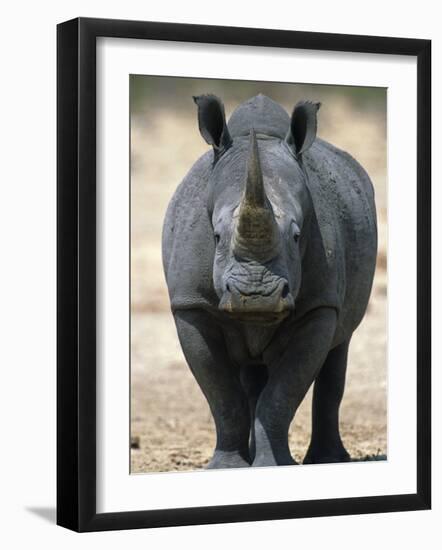 White Rhinoceros, Etosha National Park Namibia Southern Africa-Tony Heald-Framed Photographic Print