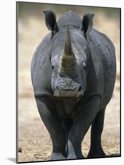White Rhinoceros, Etosha National Park Namibia Southern Africa-Tony Heald-Mounted Photographic Print