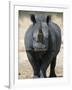 White Rhinoceros, Etosha National Park Namibia Southern Africa-Tony Heald-Framed Photographic Print