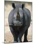 White Rhinoceros, Etosha National Park Namibia Southern Africa-Tony Heald-Mounted Photographic Print