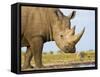 White Rhinoceros, Etosha National Park, Namibia-Tony Heald-Framed Stretched Canvas