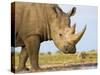 White Rhinoceros, Etosha National Park, Namibia-Tony Heald-Stretched Canvas