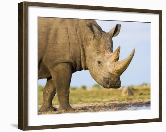 White Rhinoceros, Etosha National Park, Namibia-Tony Heald-Framed Photographic Print