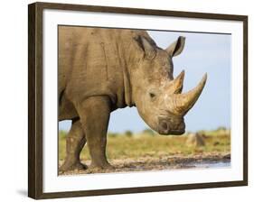 White Rhinoceros, Etosha National Park, Namibia-Tony Heald-Framed Photographic Print