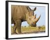 White Rhinoceros, Etosha National Park, Namibia-Tony Heald-Framed Photographic Print