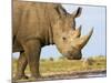 White Rhinoceros, Etosha National Park, Namibia-Tony Heald-Mounted Photographic Print