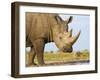 White Rhinoceros, Etosha National Park, Namibia-Tony Heald-Framed Photographic Print