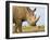 White Rhinoceros, Etosha National Park, Namibia-Tony Heald-Framed Photographic Print