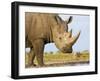 White Rhinoceros, Etosha National Park, Namibia-Tony Heald-Framed Photographic Print