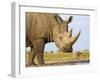 White Rhinoceros, Etosha National Park, Namibia-Tony Heald-Framed Photographic Print