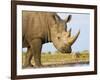 White Rhinoceros, Etosha National Park, Namibia-Tony Heald-Framed Photographic Print