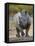 White Rhinoceros Etosha Np, Namibia January-Tony Heald-Framed Stretched Canvas