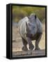 White Rhinoceros Etosha Np, Namibia January-Tony Heald-Framed Stretched Canvas