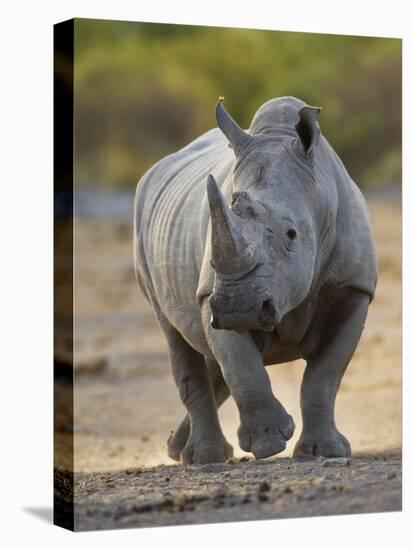 White Rhinoceros Etosha Np, Namibia January-Tony Heald-Stretched Canvas