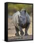 White Rhinoceros Etosha Np, Namibia January-Tony Heald-Framed Stretched Canvas