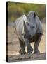 White Rhinoceros Etosha Np, Namibia January-Tony Heald-Stretched Canvas