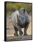 White Rhinoceros Etosha Np, Namibia January-Tony Heald-Framed Stretched Canvas