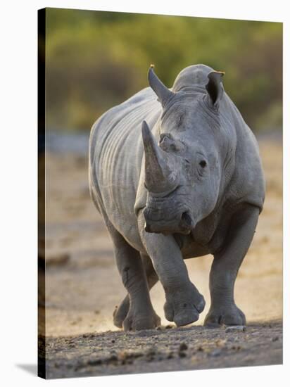 White Rhinoceros Etosha Np, Namibia January-Tony Heald-Stretched Canvas