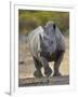 White Rhinoceros Etosha Np, Namibia January-Tony Heald-Framed Premium Photographic Print