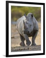 White Rhinoceros Etosha Np, Namibia January-Tony Heald-Framed Premium Photographic Print