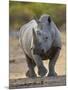 White Rhinoceros Etosha Np, Namibia January-Tony Heald-Mounted Premium Photographic Print