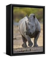 White Rhinoceros Etosha Np, Namibia January-Tony Heald-Framed Stretched Canvas