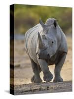 White Rhinoceros Etosha Np, Namibia January-Tony Heald-Stretched Canvas