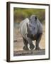 White Rhinoceros Etosha Np, Namibia January-Tony Heald-Framed Photographic Print