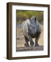 White Rhinoceros Etosha Np, Namibia January-Tony Heald-Framed Photographic Print