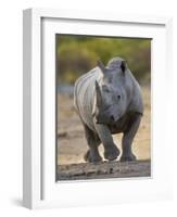 White Rhinoceros Etosha Np, Namibia January-Tony Heald-Framed Photographic Print