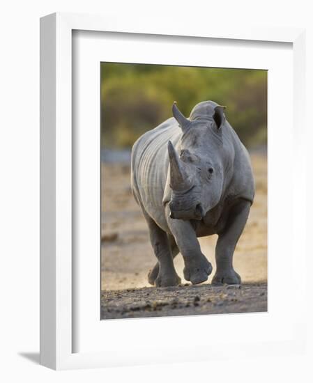 White Rhinoceros Etosha Np, Namibia January-Tony Heald-Framed Photographic Print