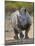 White Rhinoceros Etosha Np, Namibia January-Tony Heald-Mounted Photographic Print