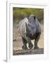 White Rhinoceros Etosha Np, Namibia January-Tony Heald-Framed Photographic Print