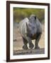 White Rhinoceros Etosha Np, Namibia January-Tony Heald-Framed Photographic Print