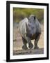 White Rhinoceros Etosha Np, Namibia January-Tony Heald-Framed Photographic Print